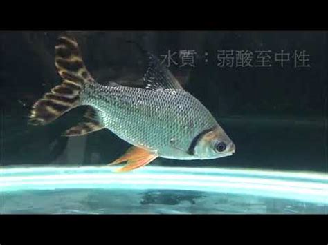 算命師 飛鳳魚品種